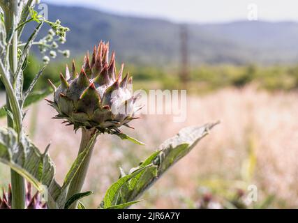 Gros plan d'une plante de cardoon dans le champ en plein soleil avec un arrière-plan flou Banque D'Images