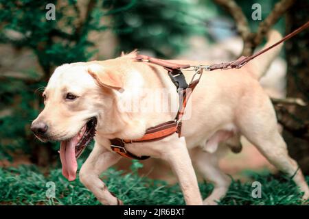 La photographie de chien n'est pas vraiment si difficile une fois que vous comprenez comment vous pouvez faire de votre meilleur ami fureur se sentent à l'aise devant l'appareil photo Banque D'Images