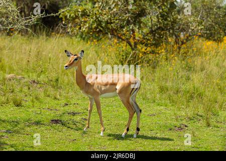 Magnifique antilope sauvage d'Afrique du Sud, espace copie Banque D'Images