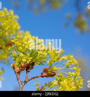 Érable de Norvège à fleurs au printemps Banque D'Images