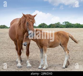 Suffolk Punch Mare et foal debout dans un champ avec de l'herbe parchée brune et sèche Banque D'Images