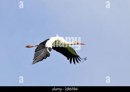 White Stork, Weißstorch, fehér gólya, Ciconia ciconia, Cigogne blanche, Hortobágy, Hongrie, Magyarország, Europe Banque D'Images