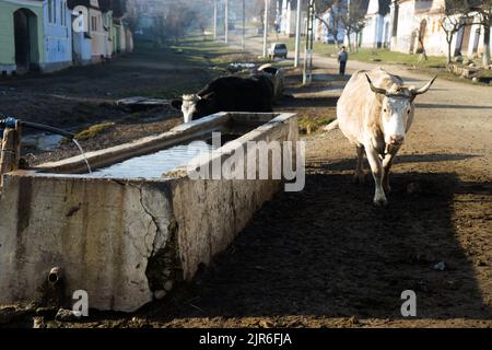 Deux vaches marchant dans une rue à côté d'une vieille cuvette d'eau en pierre par une journée ensoleillée Banque D'Images