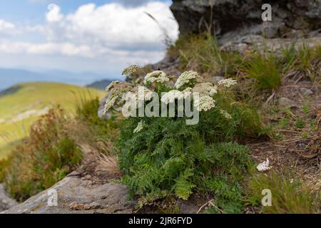 Seseri libanotis plante blanche à fleurs dans les Carpates ukrainiens. Carotte de lune (Seseri libanotis). La carotte de lune (Seseri libanotis) est un haut-a unique Banque D'Images