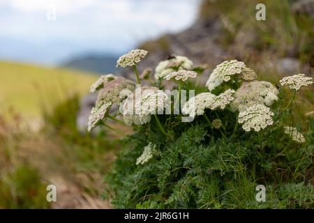 Seseri libanotis plante blanche à fleurs dans les Carpates ukrainiens. Carotte de lune (Seseri libanotis). La carotte de lune (Seseri libanotis) est un haut-a unique Banque D'Images