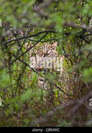Jeune léopard (Panthera pardus) se cachant derrière quelques buissons Banque D'Images