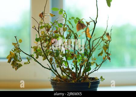 Une fleur morte dans un vase sur fond noir est illuminée par une lumière blanche. Une fleur séchée dans un pot dans l'obscurité brille de lumière. Usine de komnatnoe sèche Banque D'Images