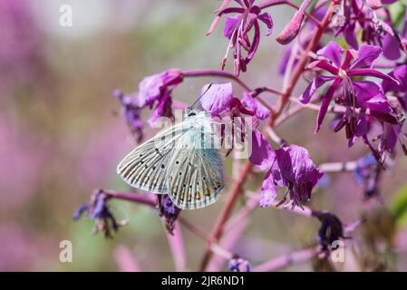 Bleu d'Amanda (Polyommatus amandus) Banque D'Images