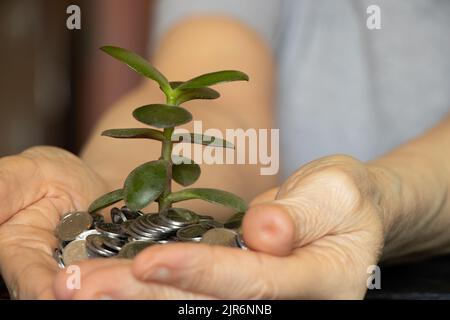 l'arbre vert pousse des pièces dans les mains d'un vieil homme sur la table, de l'argent entre les mains, de la croissance et du succès, des finances Banque D'Images