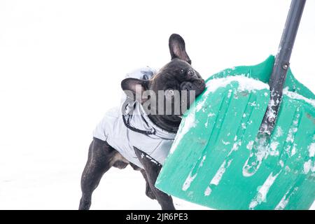 chien de taureau français en hiver dans une veste sur la neige pour les promenades, le chien dans le parc en hiver aide à ramasser la neige sur la route Banque D'Images