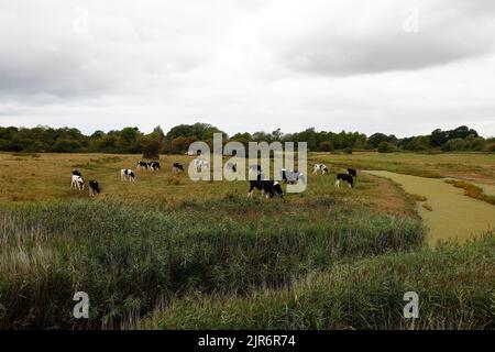 Au Royaume-Uni, en août, des vaches de la Frise ont été en train de paître dans un pré. Banque D'Images