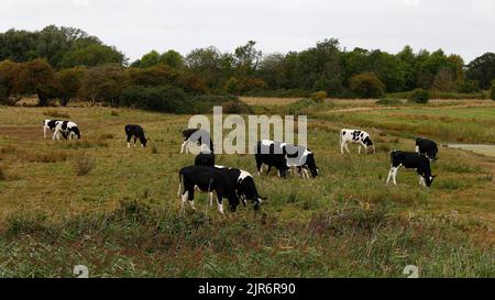 Au Royaume-Uni, en août, des vaches de la Frise ont été en train de paître dans un pré. Banque D'Images