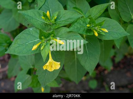 Gros plan de la floraison mirabilis jalapa, également connu comme la merveille du Pérou, une fleur ornementale cultivée par les Aztèques Banque D'Images