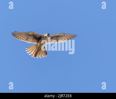 Un faucon des Prairies glisse dans l'air du matin. Banque D'Images