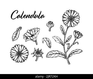 Ensemble de fleurs de calendula dessinées à la main. Illustration vectorielle dans le stile d'esquisse. Éléments de conception botanique réalistes et détaillés Illustration de Vecteur