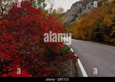 Arrière-plan de l'automne. Le coginus rouge pousse le long de la route. Le concept des voyages d'automne. Voyage. Aventure. Une route vide avec un espace pour le texte. Colo Banque D'Images