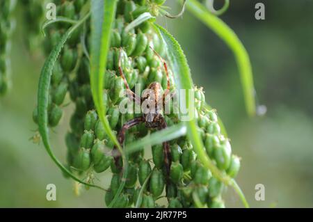 Araignée de jardin (Araneus diadematus) en attente/en cachette sur Datisca cannabina, été, Artvin - Turquie Banque D'Images