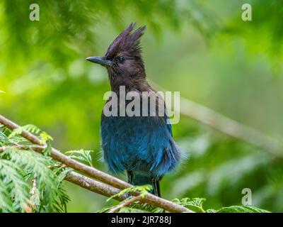 Un geai de Steller (Cyanocitta stelleri) perché sur une branche d'un cèdre Banque D'Images