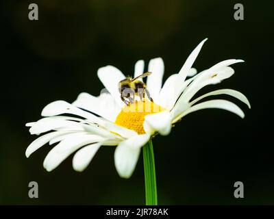 Une abeille collectant du pollen sur une Marguerite Oxeye Banque D'Images