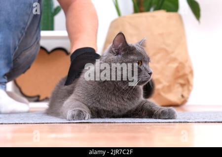Un homme peigne un chat gris chartreuse avec un gant en silicone. Banque D'Images