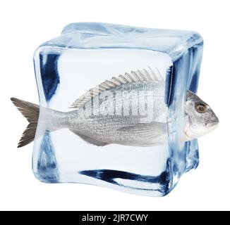 dorado dans un cube de glace, isolé sur fond blanc, chemin d'écrêtage, pleine profondeur de champ Banque D'Images