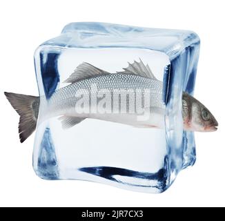 Sébass dans un cube de glace, isolé sur fond blanc, chemin d'écrêtage, pleine profondeur de champ Banque D'Images