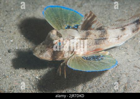 Gurnard rouge (Chelidonichthys cucucuculus), également connu sous le nom de gurnard rouge de l'Atlantique est ou soldat. Trouvé dans l'océan Atlantique est. Banque D'Images