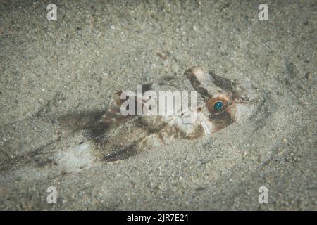 Gurnard rouge (Chelidonichthys cucucuculus), également connu sous le nom de gurnard rouge de l'Atlantique est ou soldat. Trouvé dans l'océan Atlantique est. Banque D'Images