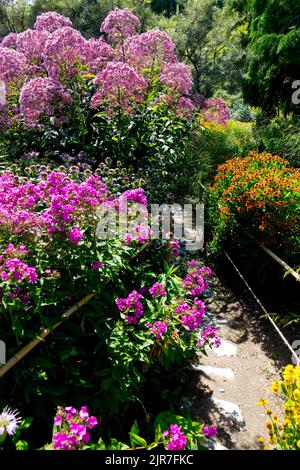 Sentier en fleurs jardin surcultivé bordure Hardy plantes pourpre fleurs Phlox plante Eutrochium purpuremum été jardin août Banque D'Images