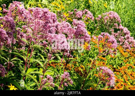 Bordure de jardin vivace en été Sweet Joe Pye Weed Eupatorium Helenium Purple Perennial Border Tall plants August Blooming Garden Flowers Borders Banque D'Images