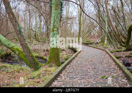 Chemin en bois. Blashford Lakes nature Reserve, Royaume-Uni Banque D'Images