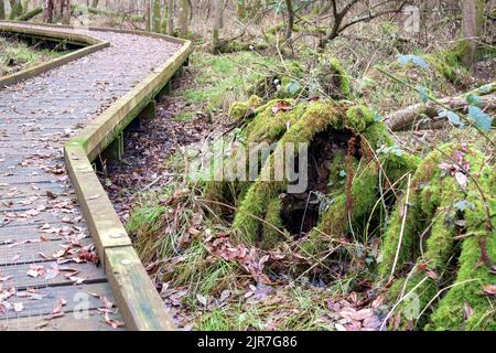 Chemin en bois. Blashford Lakes nature Reserve, Royaume-Uni Banque D'Images