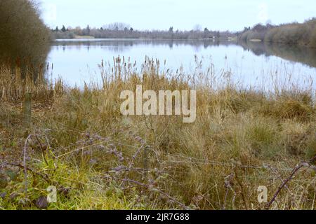 Roseaux par Ivy Lake en hiver à Blashford Lakes, Hampshire, Royaume-Uni Banque D'Images