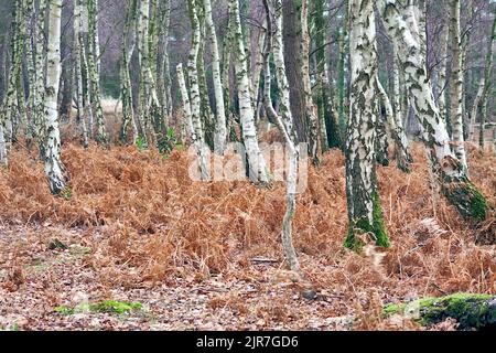 Birch argenté à la réserve naturelle d'Arne, Dorset, Royaume-Uni Banque D'Images