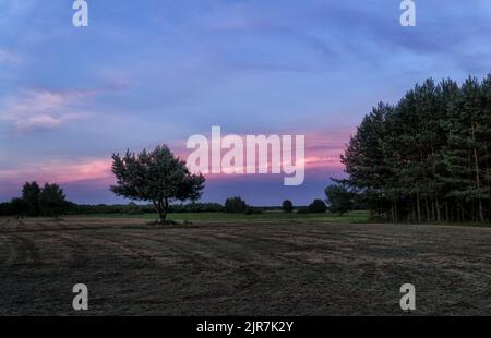 Coucher de soleil sur la prairie avec des pins en été. Paysage du parc national de Biebrza en Pologne, Europe. Des nuages spectaculaires sur les prairies. Banque D'Images