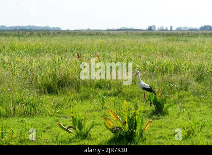 Single Stork (ciconia ciconia) marche sur la prairie dans le parc national de Biebrza en Pologne, Europe en été. Marais, prairie verte, herbes et gr Banque D'Images