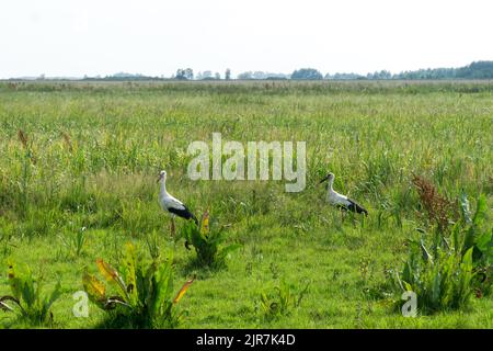 Deux ciconies (ciconia ciconia) marchent sur la prairie dans le parc national de Biebrza en Pologne, en Europe, en été. Marais, prairie verte, herbes et herbe Banque D'Images