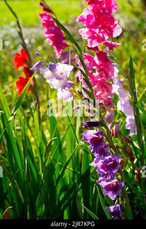 Fleurs de jardin de Gladiolus Banque D'Images