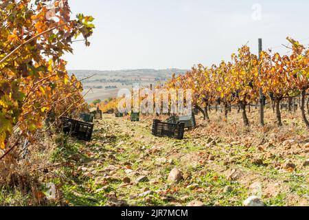 Des caisses en plastique se répartissent entre les vignes dans un vignoble pendant la récolte à l'automne. Banque D'Images