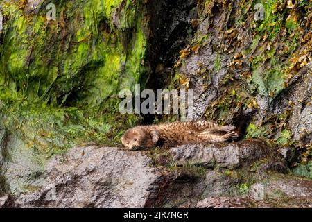 Un adorable vison américain au sanctuaire de l’ours grizzli de Khutzeymateen, dans le nord de la Colombie-Britannique, Canada Banque D'Images