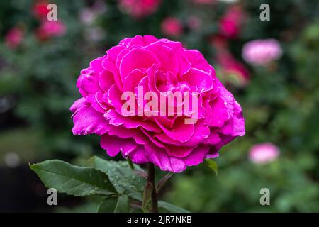 Rose de thé hybride Floraison «Peter Mayle» Banque D'Images