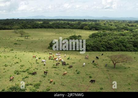 Vaches sur pâturage vert mangeant herbe vue aérienne de drone Banque D'Images