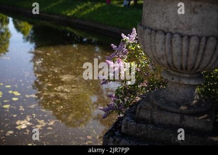 Arrière-plan de printemps avec ciel bleu à travers les branches d'un arbre. Mise au point sélective. Banque D'Images