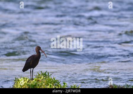 Puna Ibis (Plegadis ridgwayi), silhouette ombraquée d'un bel ibis perché sur un crag broussaillé avec la rivière turbulente en arrière-plan. Banque D'Images