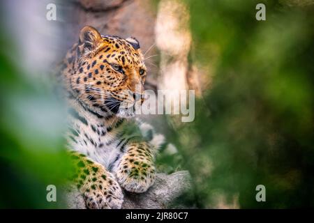 Magnifique léopard d'Amour reposant sur un rocher dans une exposition de forêt dans un zoo local. Banque D'Images