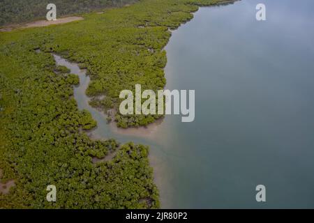 Vue aérienne d'une forêt luxuriante de mangrove à côté d'un plan d'eau bleu calme avec le littoral visible Banque D'Images