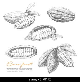 Dessin de cacao, haricots vectoriels de chocolat ou de plante de cacao. Cacao et feuilles, gousses millésimées à la main aux graines ouvertes, ingrédient naturel en poudre de cacao, beurre ou chocolat, dessert Illustration de Vecteur