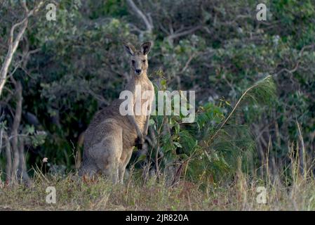 Kangourou gris de l'est en alerte debout dans un habitat naturel de prairie avec des buissons et des arbres en arrière-plan Banque D'Images