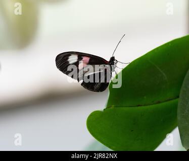 Gros plan d'un Postman rouge ou d'un papillon Heliconius erato avec des ailes fermées noires, blanches et roses perchées sur une feuille d'orchidée. Banque D'Images