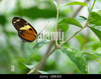 Tiger à pois orange ou papillon polymnia de Mechanitis avec des ailes fermées orange, noir et jaune perchées sur une feuille verte au Cockerell B. Banque D'Images